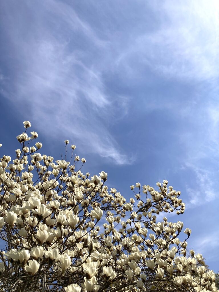春を満喫！Outdoor Home はこにわ深谷のシンボルツリー「白木蓮」が見頃です！